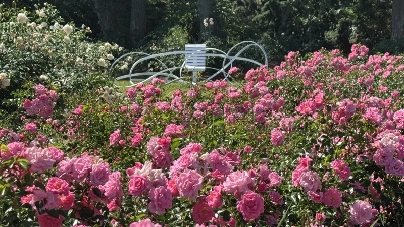 Rosas rosadas y esculturas entre los jardines