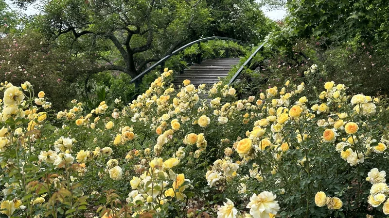 Rosas amarillas junto a los senderos