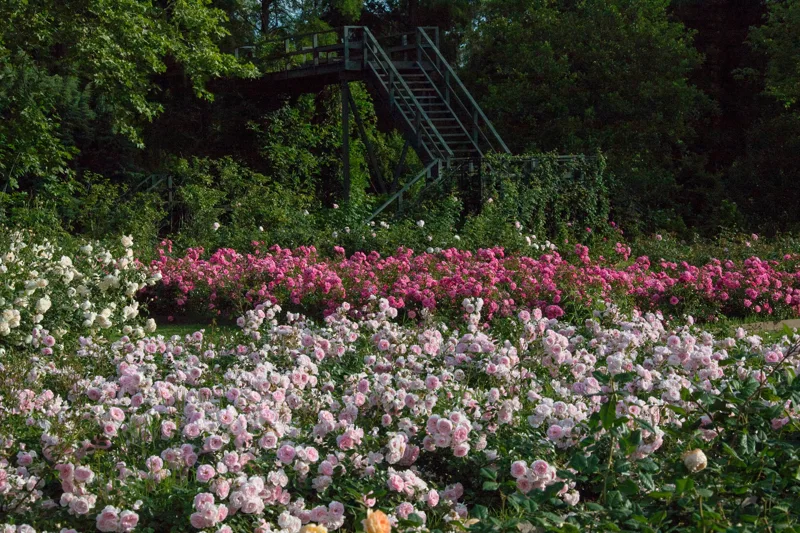 El Rosedal en flor y su mirador