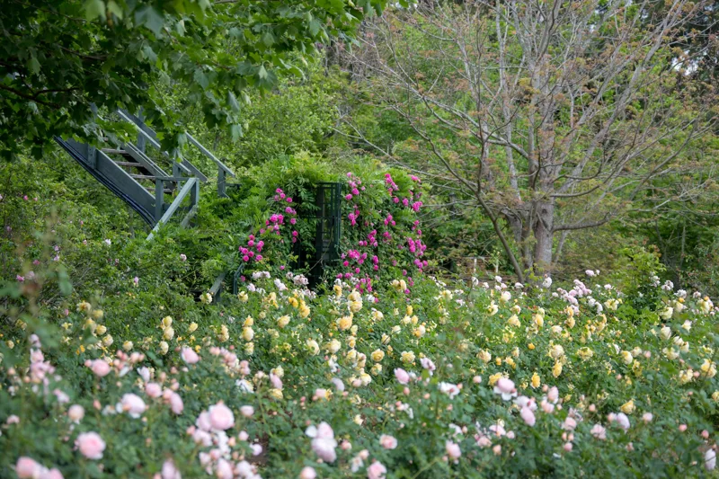 Un rincón del jardín entre rosas y árboles