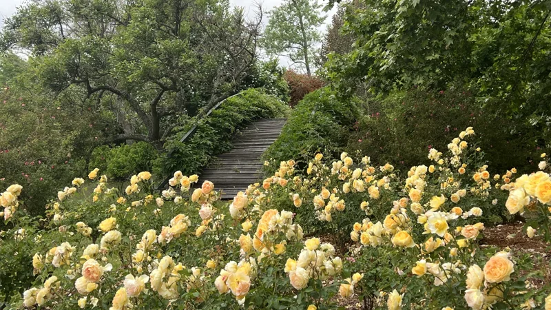 Senderos entre rosas amarillas
