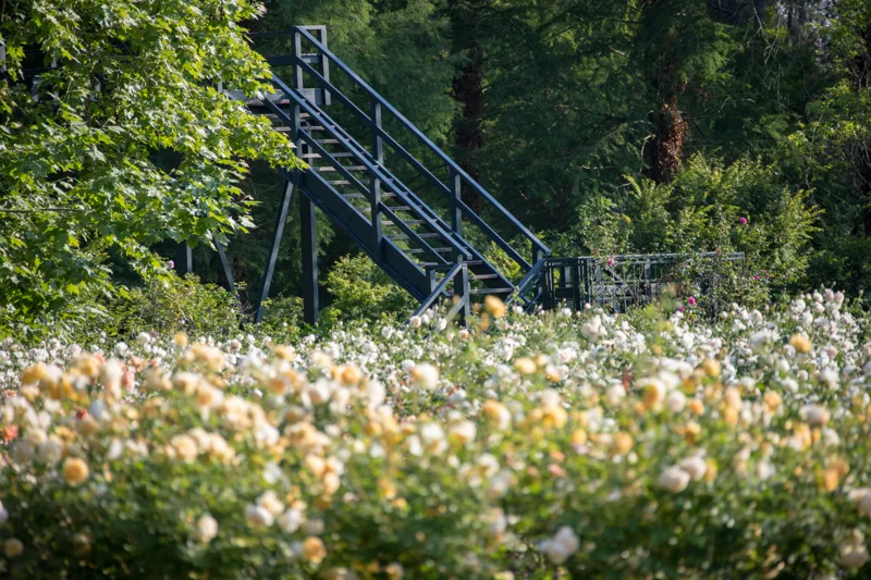 Rosas en primer plano junto al mirador