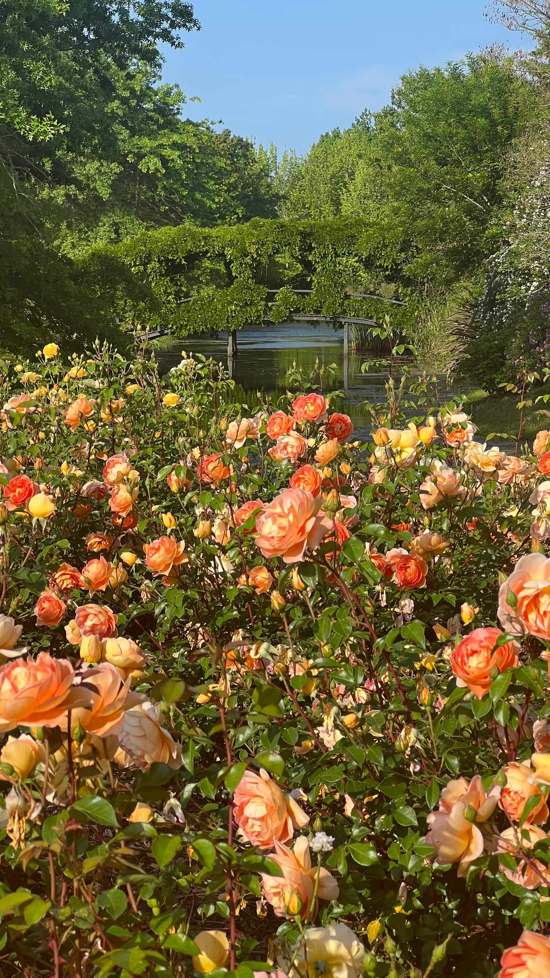 Rosas y puente junto a la laguna
